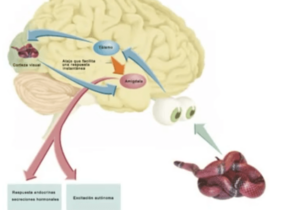 Qué pasa nuestro cerebro al percibir peligro
